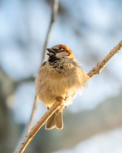 jeremias siehr naturephotography birds-11