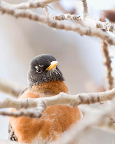 jeremias siehr naturephotography birds-12