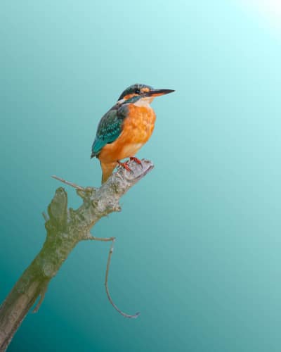 jeremias siehr naturephotography birds-13