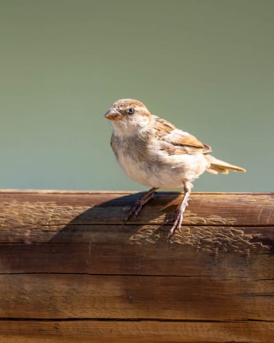 jeremias siehr naturephotography birds-14
