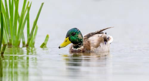 jeremias siehr naturephotography birds-3360