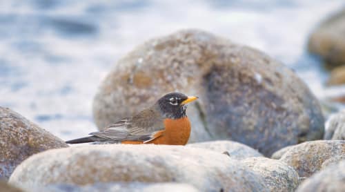 jeremias siehr naturephotography birds-7