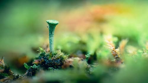 jeremias siehr naturephotography potsdam-4