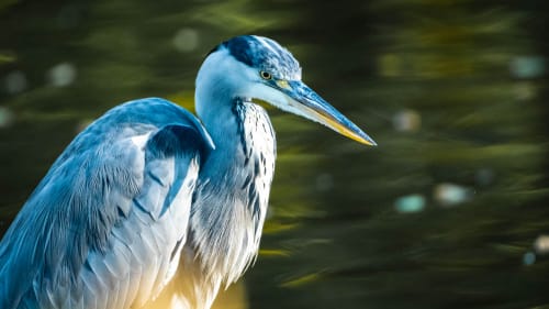 jeremias siehr naturephotography birds-0124