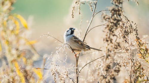 jeremias siehr naturephotography birds-2782