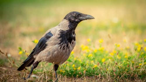 jeremias siehr naturephotography birds-4958
