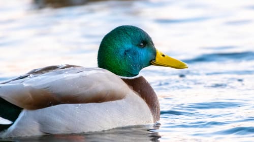 jeremias siehr naturephotography birds-6