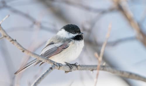 jeremias siehr naturephotography birds-3497
