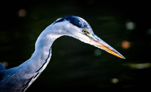 jeremias siehr naturephotography birds-0127