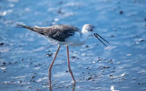 jeremias siehr naturephotography birds-2