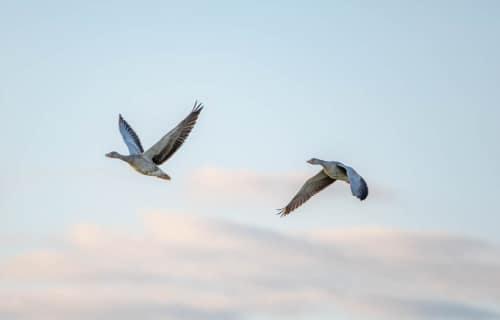 jeremias siehr naturephotography birds-0576