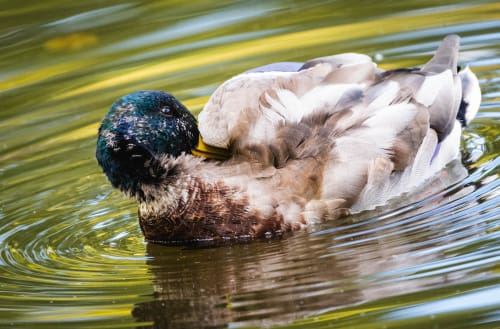 jeremias siehr naturephotography birds-2116