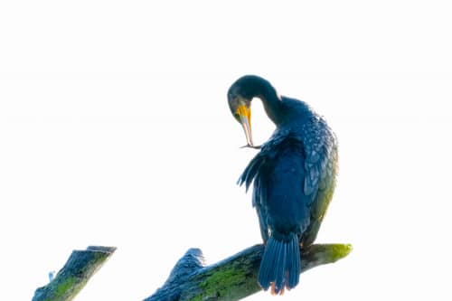 jeremias siehr naturephotography birds-