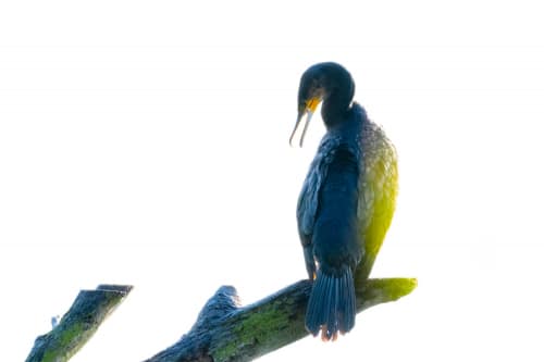 jeremias siehr naturephotography birds-0460