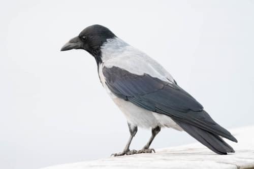 jeremias siehr naturephotography birds-2248