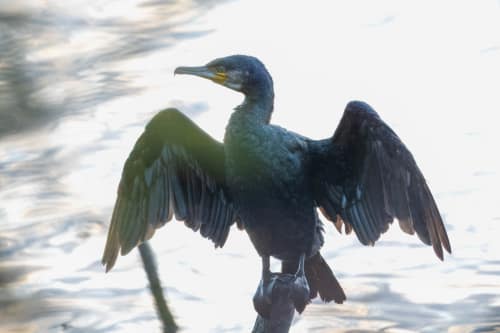 jeremias siehr naturephotography birds-2338