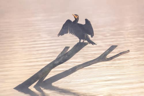 jeremias siehr naturephotography birds-2615