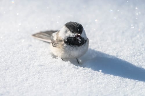 jeremias siehr naturephotography birds-3478
