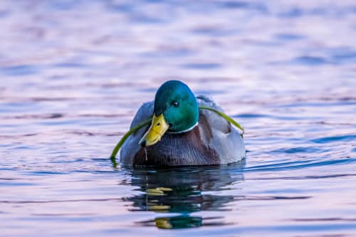 jeremias siehr naturephotography birds-5