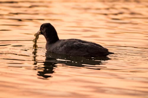 jeremias siehr naturephotography birds-8444