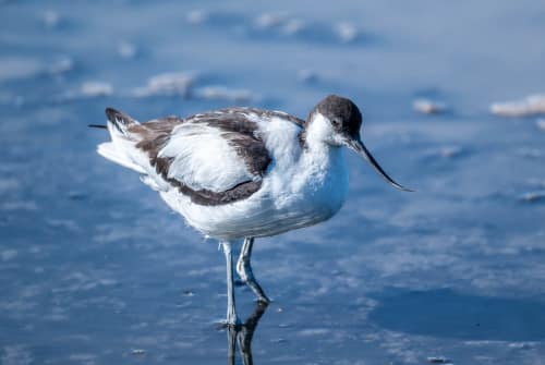 jeremias siehr naturephotography birds-0971