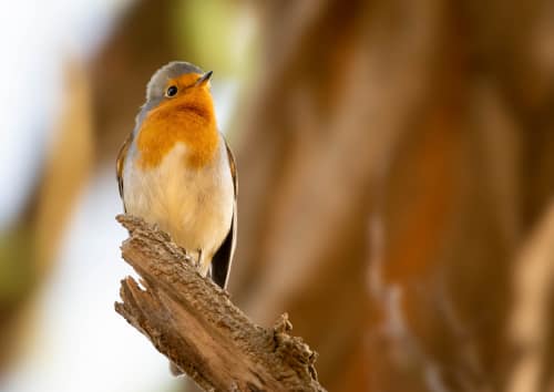 jeremias siehr naturephotography birds-3