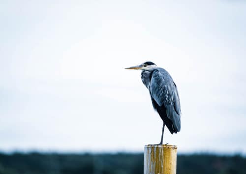 jeremias siehr naturephotography birds-4884