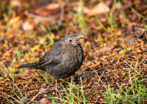 jeremias siehr naturephotography birds-8282