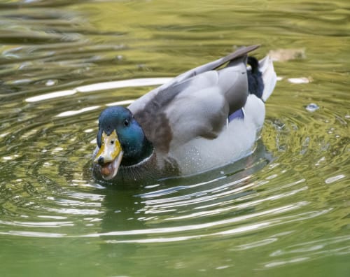 jeremias siehr naturephotography birds-2523