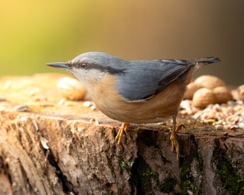 jeremias siehr naturephotography potsdam-8578