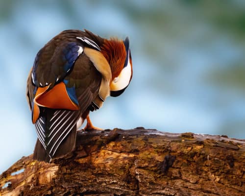 jeremias siehr naturephotography birds-4