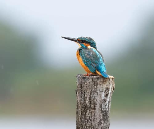 jeremias siehr naturephotography birds-3398