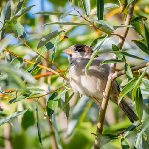 jeremias siehr naturephotography birds-2532