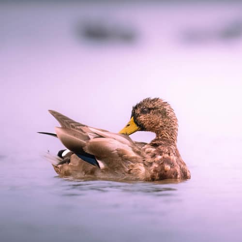 jeremias siehr naturephotography birds-3646