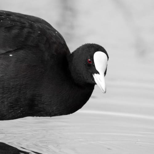 jeremias siehr naturephotography birds-8454