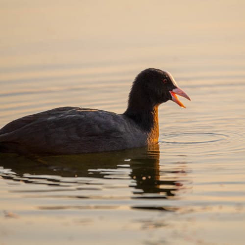 jeremias siehr naturephotography birds-8504