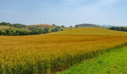 bargen schaffhausen jeremias siehr-1