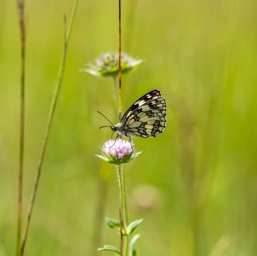 bargen schaffhausen jeremias siehr-3