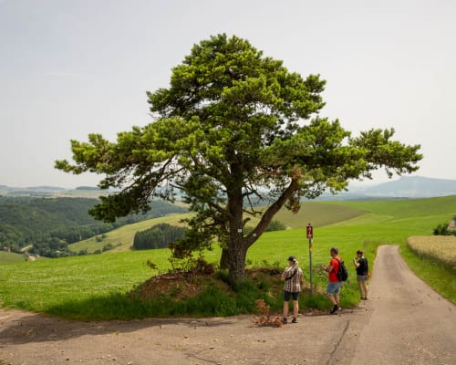 bargen schaffhausen jeremias siehr-4