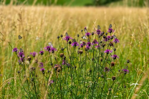 bargen schaffhausen jeremias siehr-6