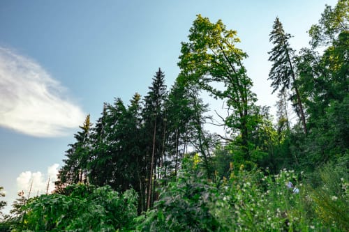 schloss hohentupfe stuehlingen jeremias siehr-4